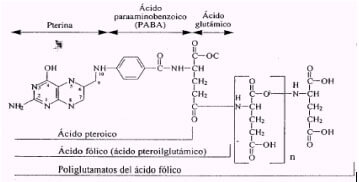 acidofolicocuadrito2