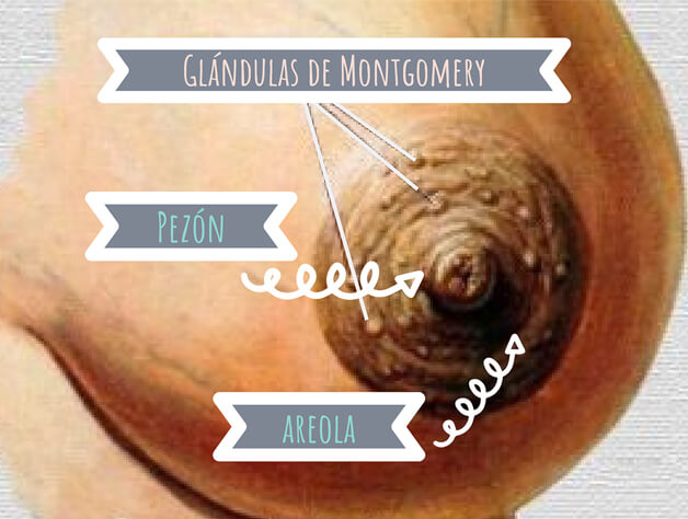 Glándulas de Montgomery