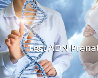 Test ADN Prenatal