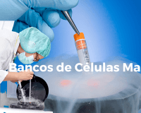 células madre cordón umbilical